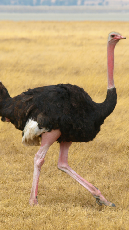 Biggest Bird Species: Discover the Giants of the Skies