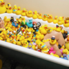 Largest collection of rubber ducks