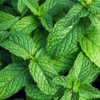 ​How to add Mint into your diet