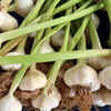 ​​Reduces cholesterol levels​