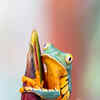 Article image for: <i class="tbold">frog</i>