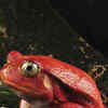 Article image for: Tomato <i class="tbold">frog</i>