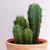 Article image for: <i class="tbold">cactus</i>