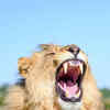 African lion
