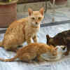 ​​Be mindful of allergies and sensitivities​