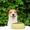 ​​Consider your pet's nutritional requirements​
