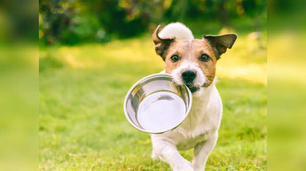 Should you feed your pet outside food