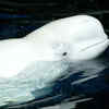 White whale