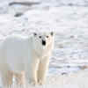 White polar bear