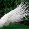 White peacock