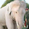 White elephant