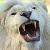 White lion