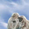 Can Primates Survive in Cold Weather: Surprising Adaptations Revealed