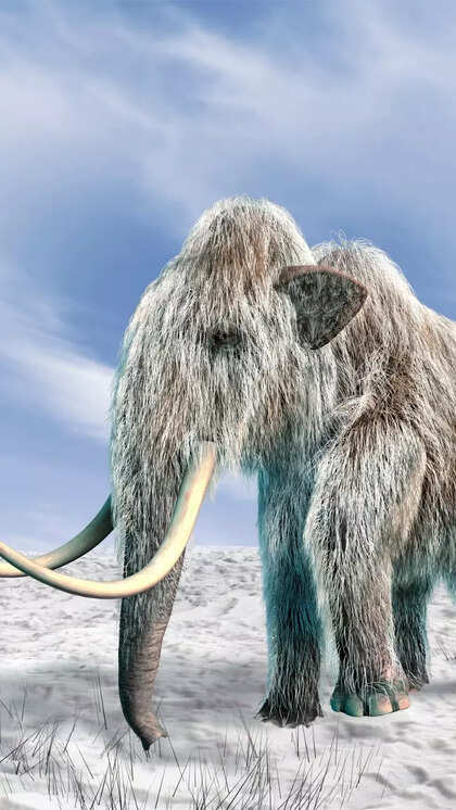 Can Primates Survive in Cold Weather: Surprising Adaptations Revealed