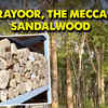 Article image for: How Idukki’s Marayoor is boosting Kerala’s thriving Sandalwood industry