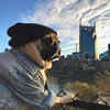 Doug the pug: Instagram's comedy king