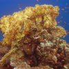 11 types of corals found in seawater and what makes them so stunning