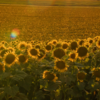 Brazilian Agricultural Cooperatives (Various)