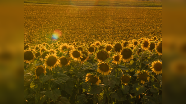 Brazilian Agricultural Cooperatives (Various)
