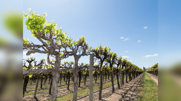 Renmark Irrigation Trust, Australia