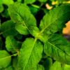 ​Best ways to consume Tulsi leaves