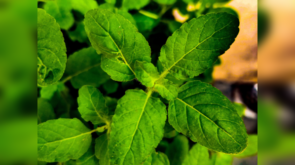 Best ways to consume Tulsi leaves