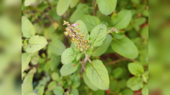 Promotes liver health