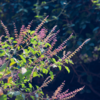 ​Anti-inflammatory properties