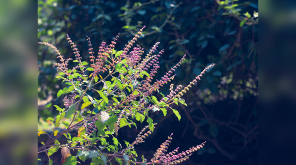 Anti-inflammatory properties