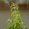 ​Rich in antioxidants