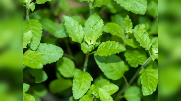 How Tulsi leaves improve lipid profile naturally?
