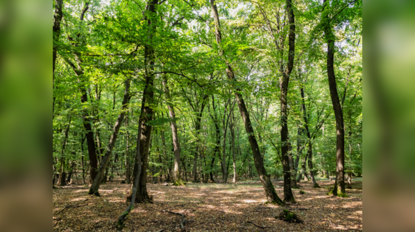 Ballyboley Forest, Northern Ireland