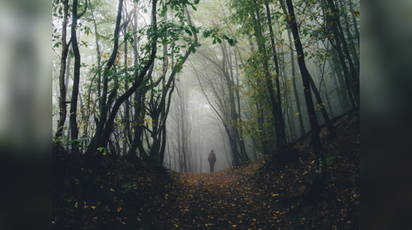 Aokigahara forest, Japan