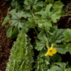 Article image for: Karela (<i class="tbold">bitter gourd</i>)