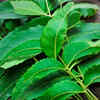 Neem leaves