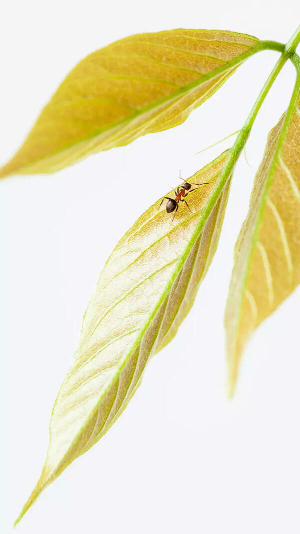 Ant