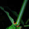 Article image for: Tree <i class="tbold">frog</i>