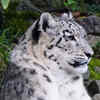Article image for: <i class="tbold">snow leopard</i>