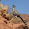 Greater roadrunner