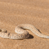 Sidewinder snake