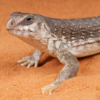 Desert Iguana