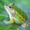 Australian water-holding frog