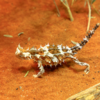 Thorny devil