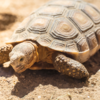 Desert tortoise