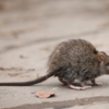 Kangaroo rat