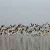 Seasonal charm of Seagulls