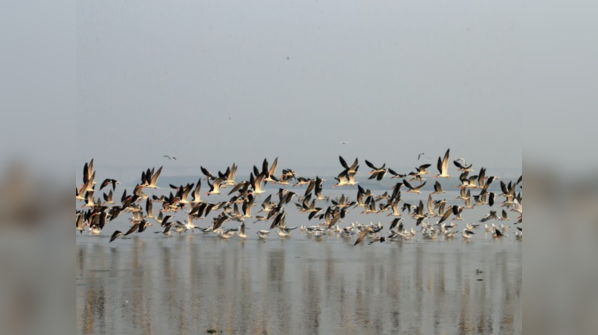 Seasonal charm of Seagulls