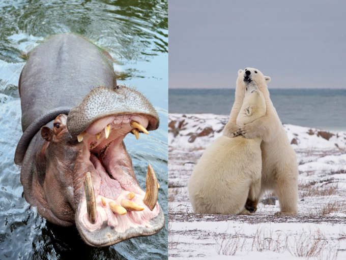 પ્રાચીન વ્હેલ પૃથ્વી પર અત્યાર સુધીનું સૌથી ભારે પ્રાણી હોઈ શકે છ