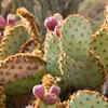Article image for: <i class="tbold">cactus</i>