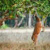​Why some animals don't drink water​